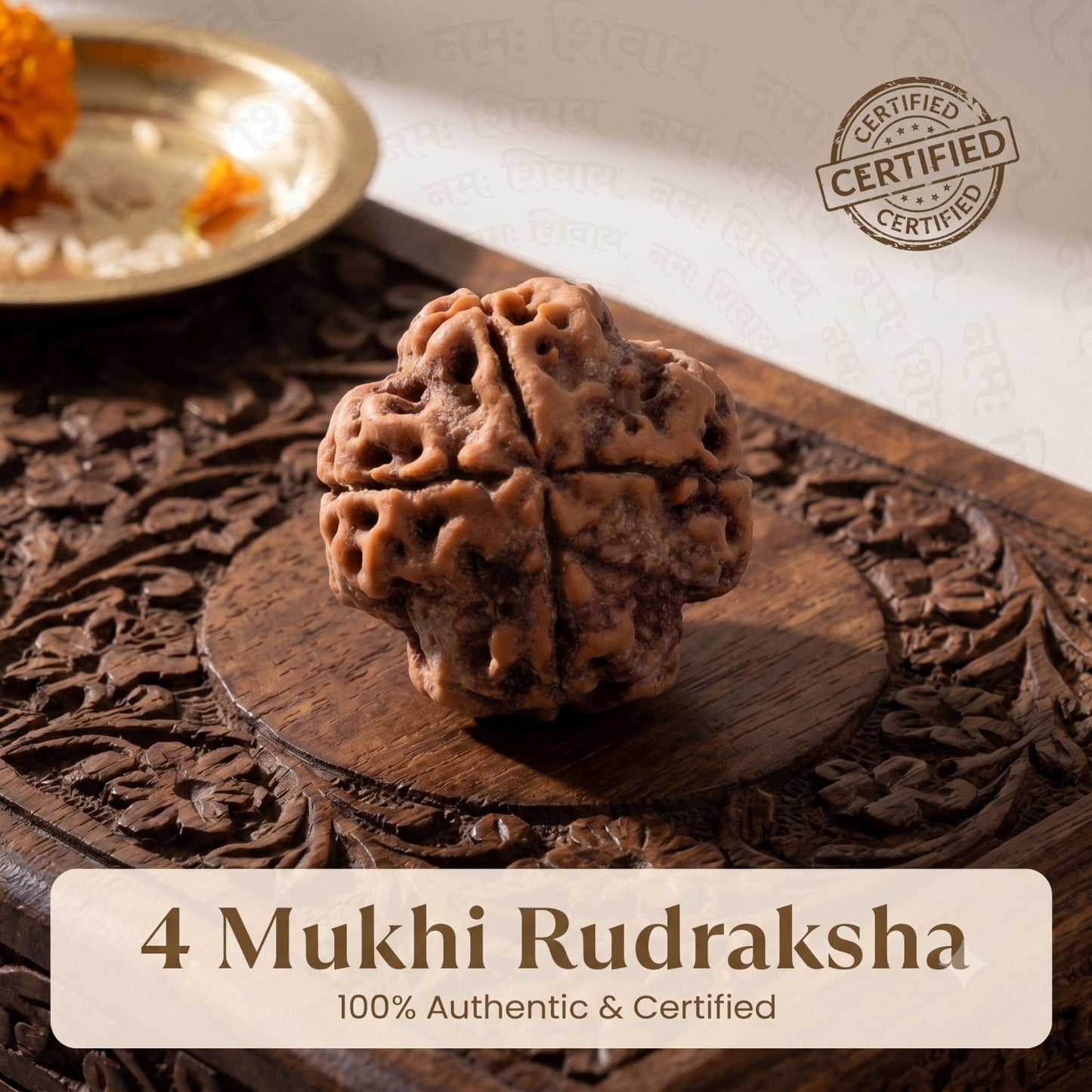 Nepal Origin 4 Mukhi Rudraksha - 17mm to 22mm