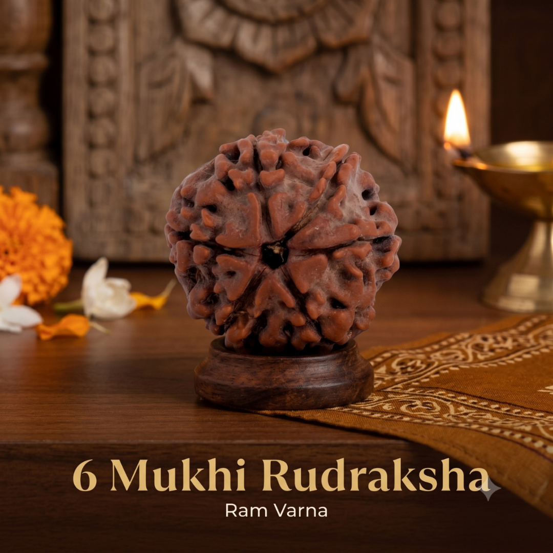 Nepal Origin 6 Mukhi Rudraksha - 17mm to 22mm