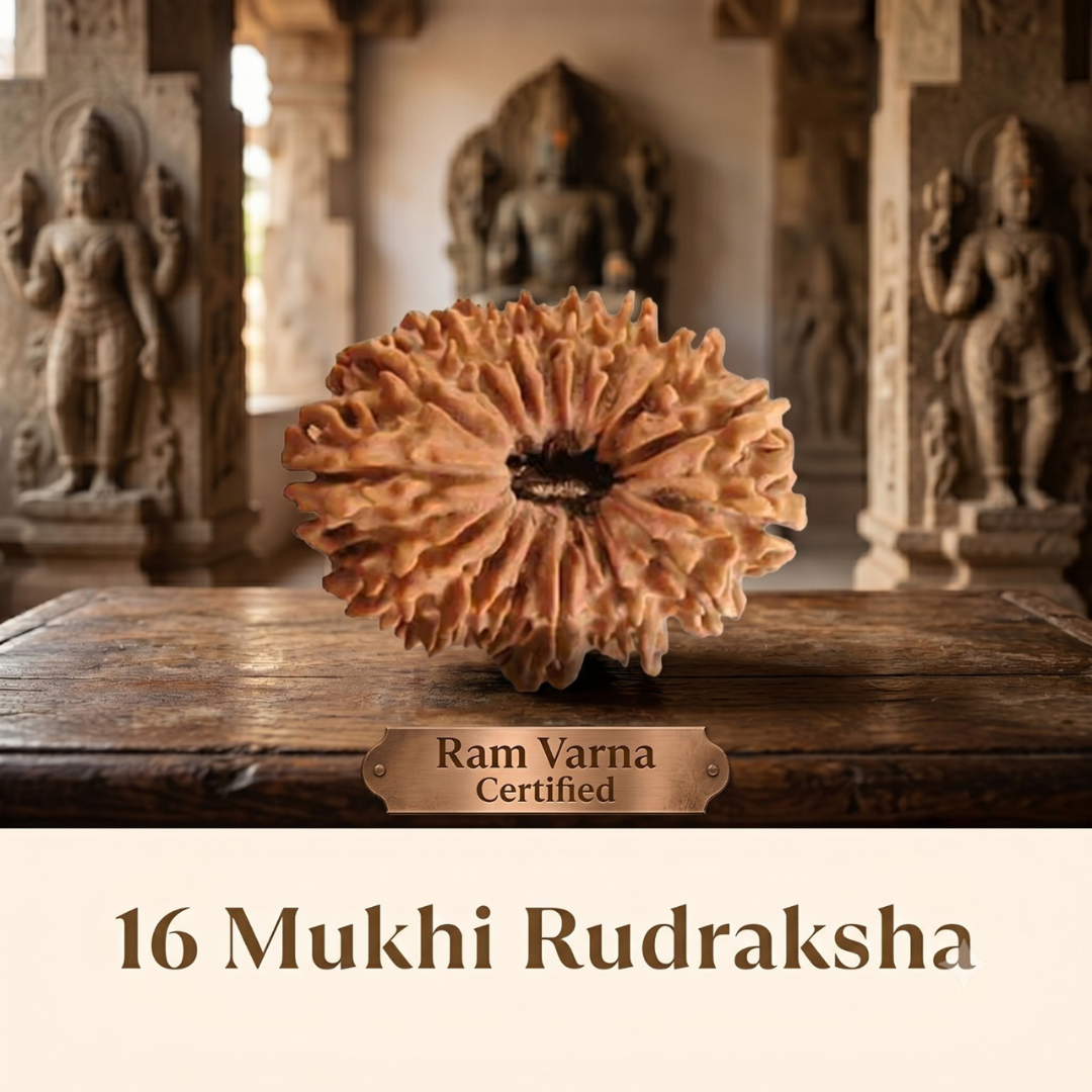 Nepal Origin 16 Mukhi Rudraksha - 17mm to 22mm