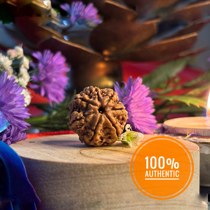 7 Mukhi Rudraksha Nepali (18–22 MM)