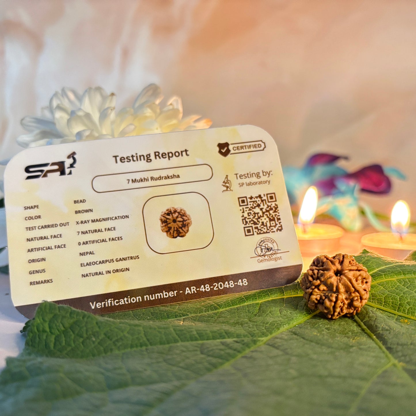 7 Mukhi Rudraksha Nepali (18–22 MM)