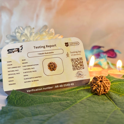 7 Mukhi Rudraksha Nepali (18–22 MM)