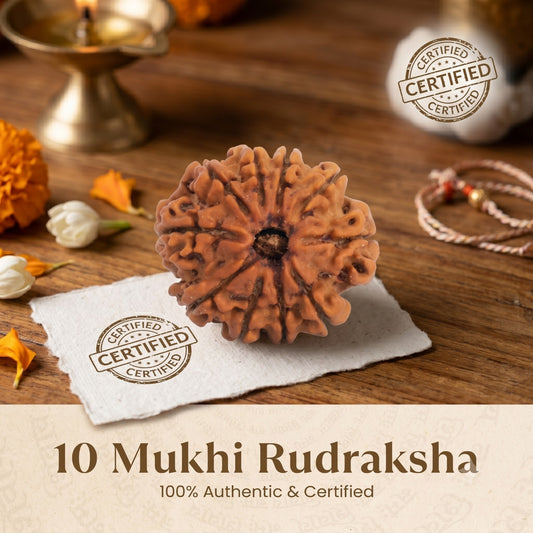 Nepal Origin 10 Mukhi Rudraksha - 17mm to 22mm