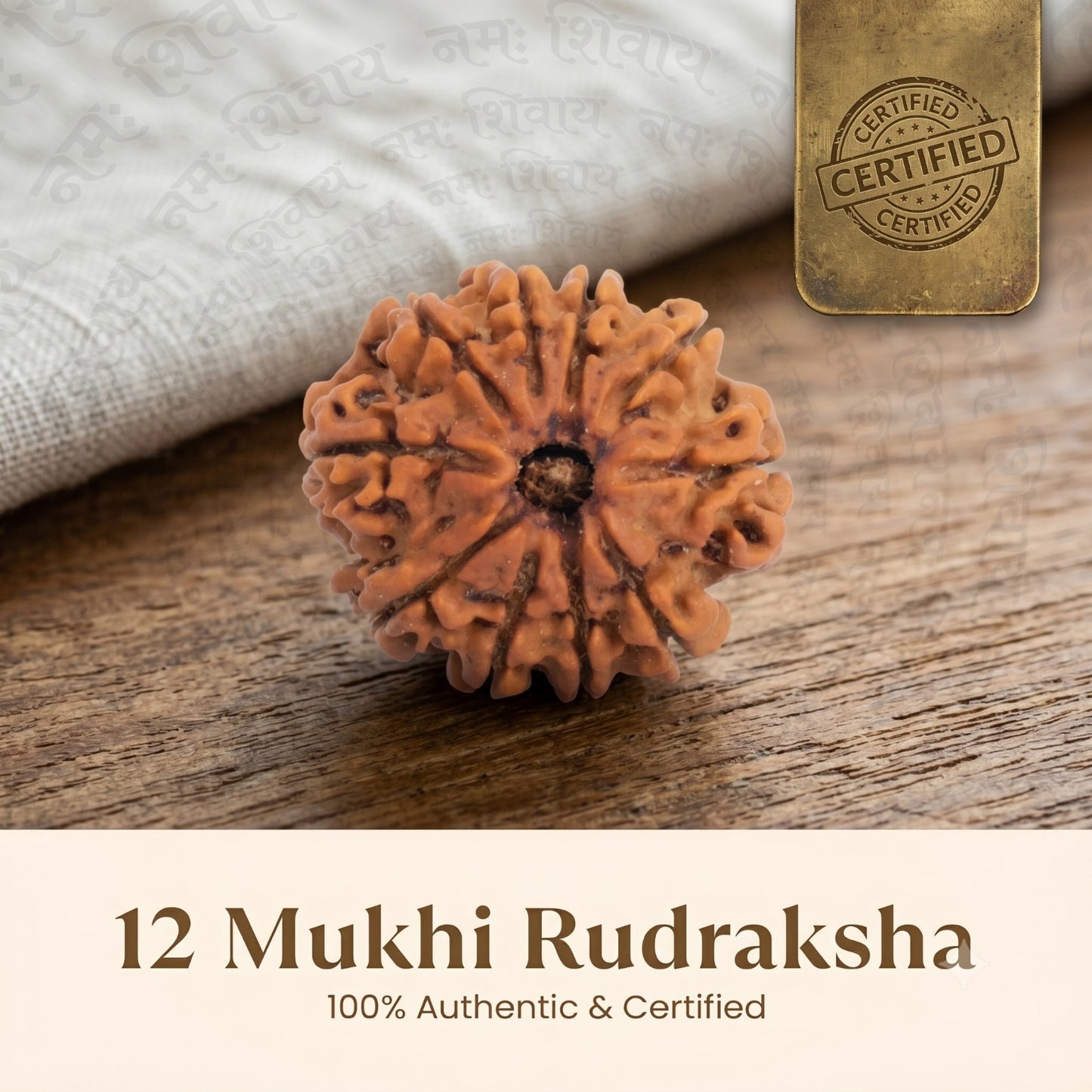 Nepal Origin 12 Mukhi Rudraksha - 17mm to 22mm