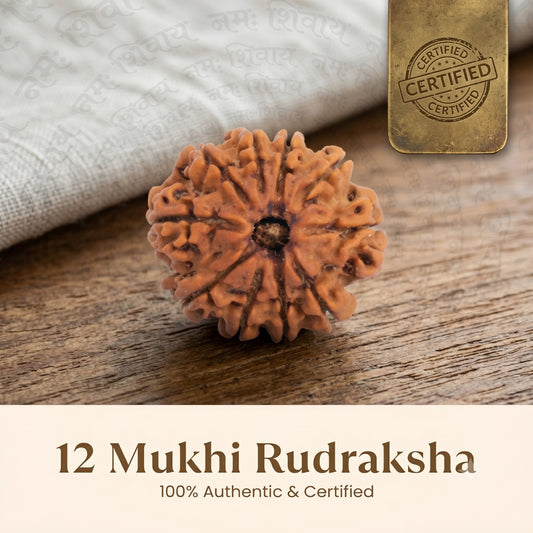 Nepal Origin 12 Mukhi Rudraksha - 17mm to 22mm