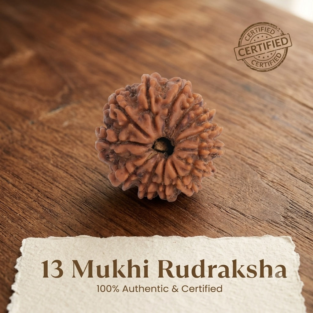 Nepal Origin 13 Mukhi Rudraksha -  17mm to 22mm