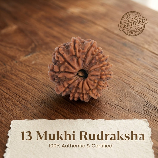 Nepal Origin 13 Mukhi Rudraksha -  17mm to 22mm