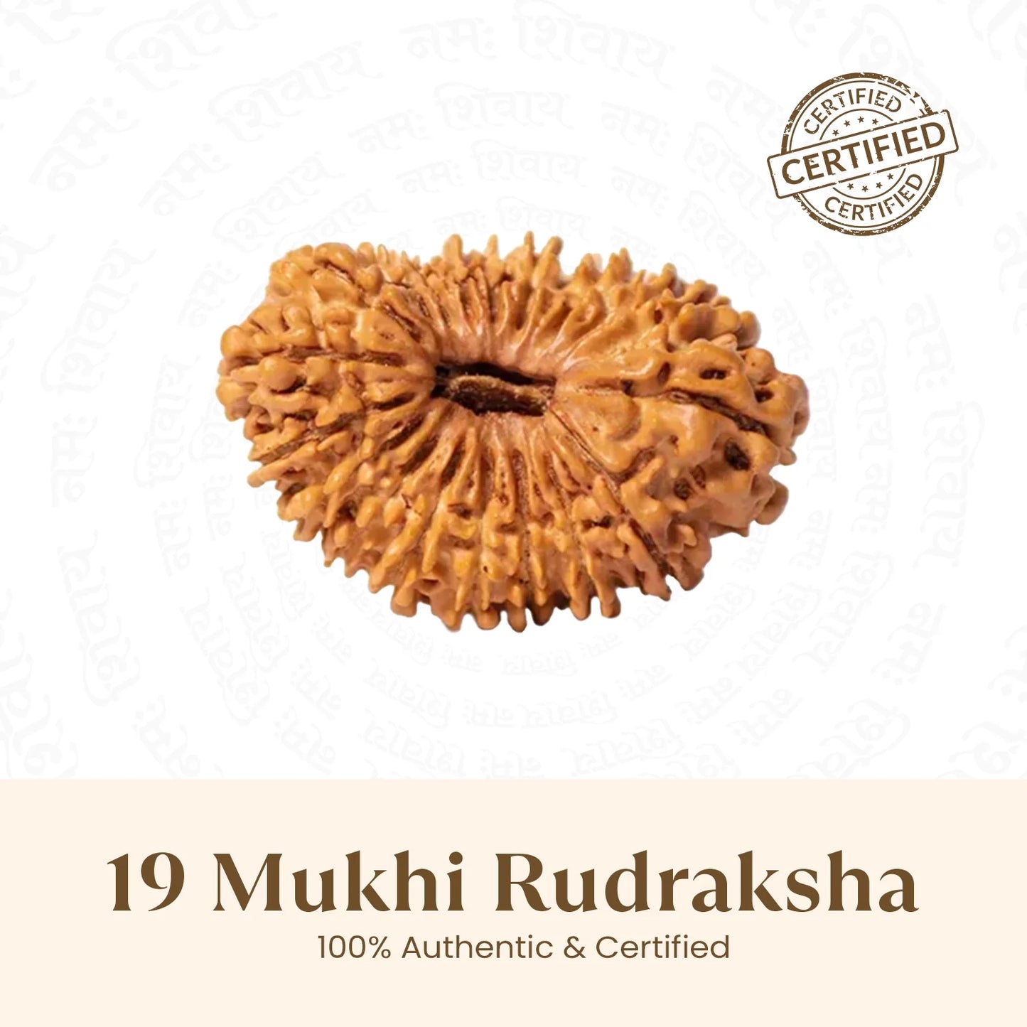 Nepal Origin 19 Mukhi Rudraksha - 17mm to 22mm
