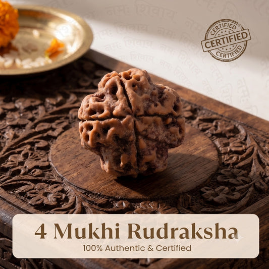 Nepal Origin 4 Mukhi Rudraksha - 17mm to 22mm