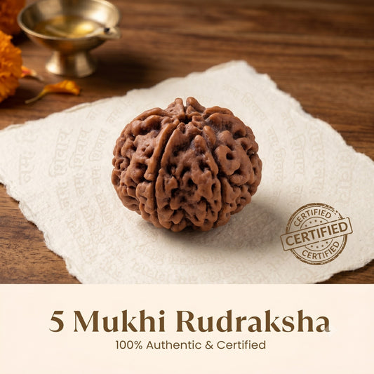 Nepal Origin 5 Mukhi Rudraksha - 17mm to 22mm