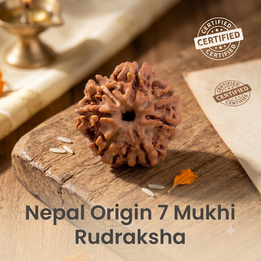 Nepal Origin 7 Mukhi Rudraksha - 17mm to 22mm