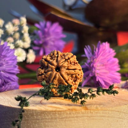 7 Mukhi Rudraksha Nepali (18–22 MM)