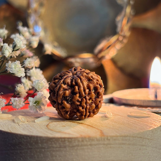 5 Mukhi Rudraksha 