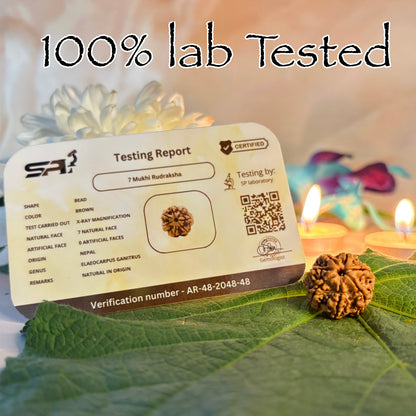 7 Mukhi Rudraksha Nepali (18–22 MM)