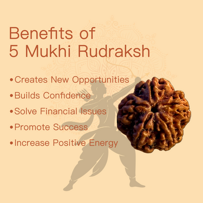 5 Mukhi Rudraksha 