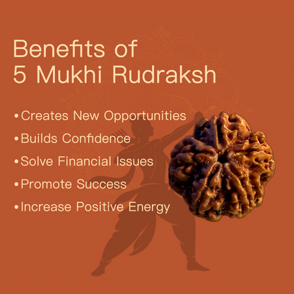 5 Mukhi Rudraksha 
