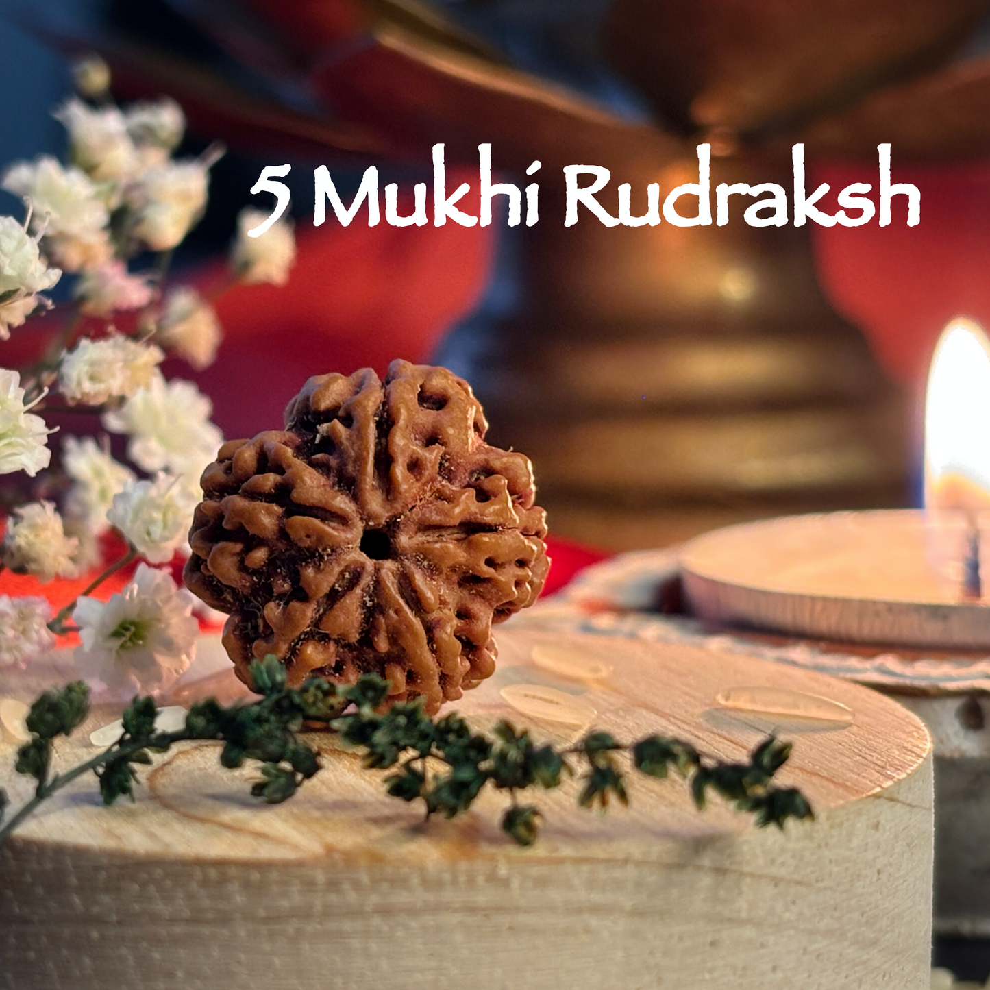 5 Mukhi Rudraksha 