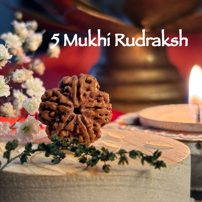 5 Mukhi Rudraksha 