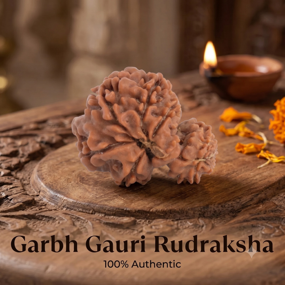 Nepal Origin Garbh Gauri Rudraksha -  17mm - 22mm
