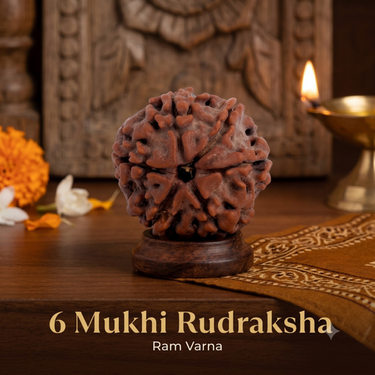Nepal Origin 6 Mukhi Rudraksha - 17mm to 22mm