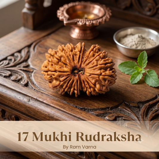 Nepal Origin 17 Mukhi Rudraksha - 17mm to 22mm