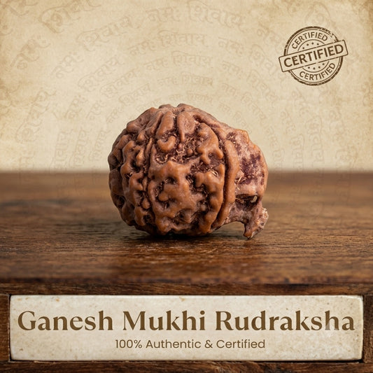 Nepal Origin Ganesh Mukhi Rudraksha - 17mm to 22mm